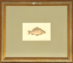 Bocianowska Elżbieta - "Karp"